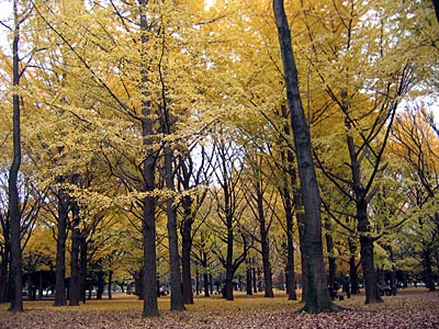 icho
