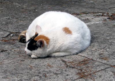 teien_neko