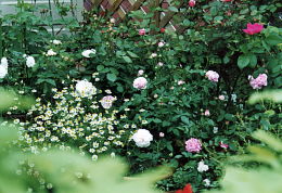 garden rose